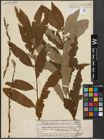 Foto von Salix caprea L. x Salix viminalis L.